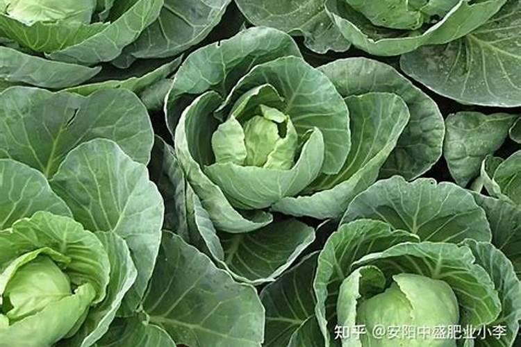 卷心菜还可以施什么肥料