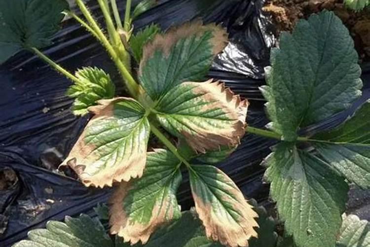 草莓追肥用什么肥料最好