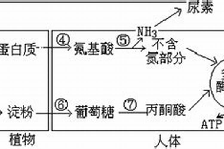 人体氮的来源