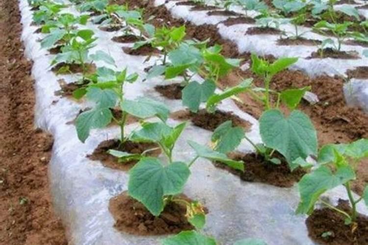 黄瓜后期怎样合理施肥？