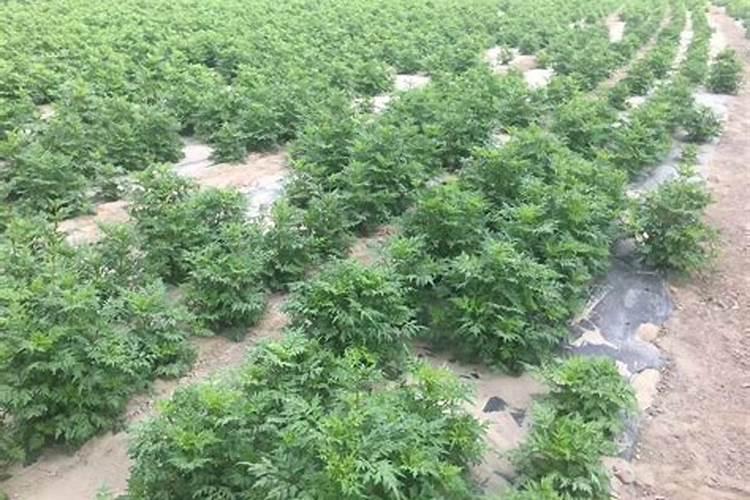草坪上用什么化肥好