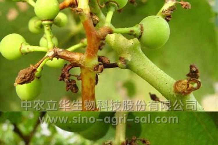 葡萄裂果是什么原因引起的？如何预防？