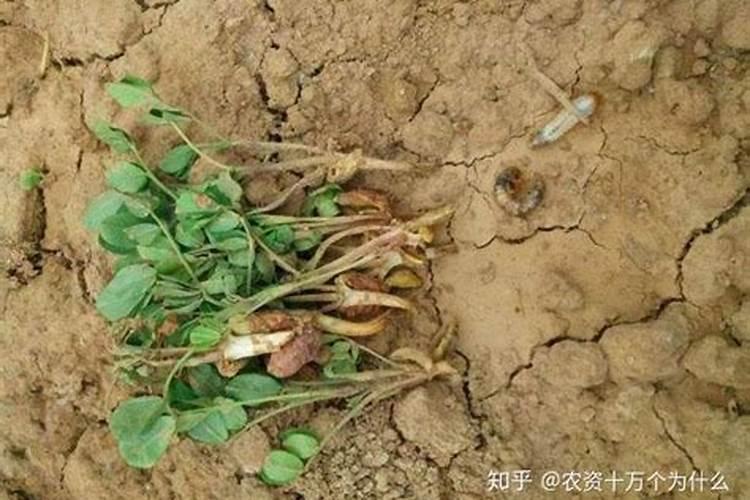 夏播花生几天出苗 播种到发芽出苗时间