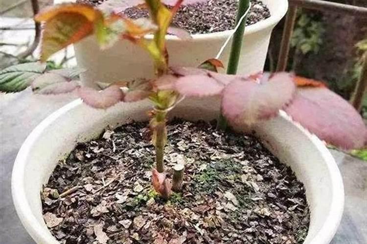 月季换盆后多久施肥