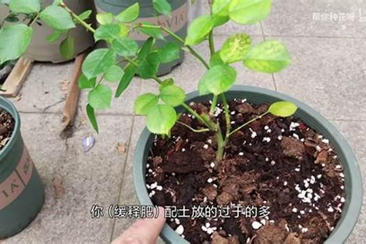 月季换盆后叶子变黄了是什么原因