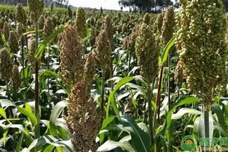 种植高粱用什么化肥