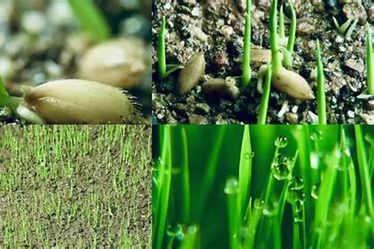 怎么种植水稻产量高 什么时候施钾肥效果好