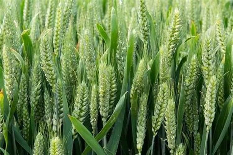 大量元素水溶肥哪个品牌好