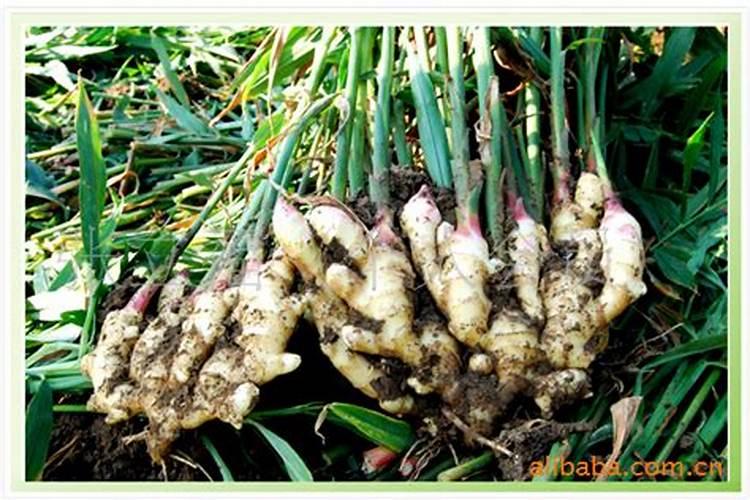 大姜种植后头两次浇水应怎么冲施肥料？