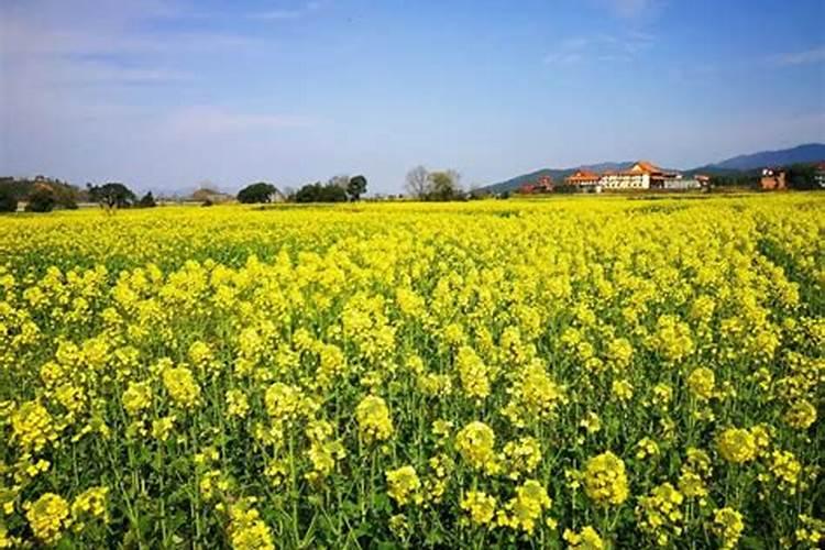 种植油菜为什么要施硼肥油菜啥时候施硼肥好