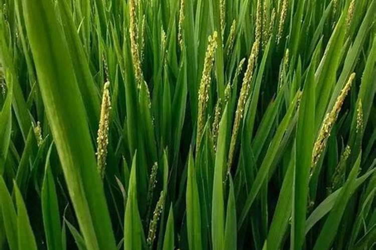 植物的根需要氧气还是二氧化碳