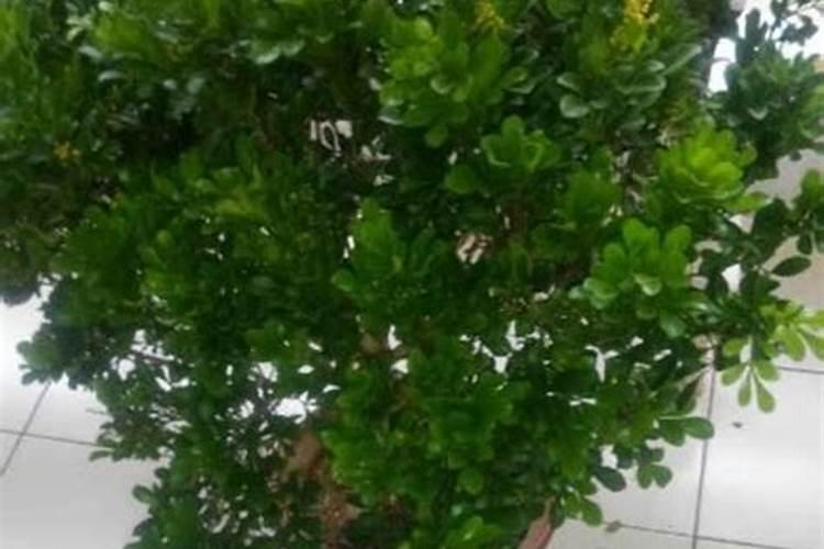 小麦能用几次芸苔素