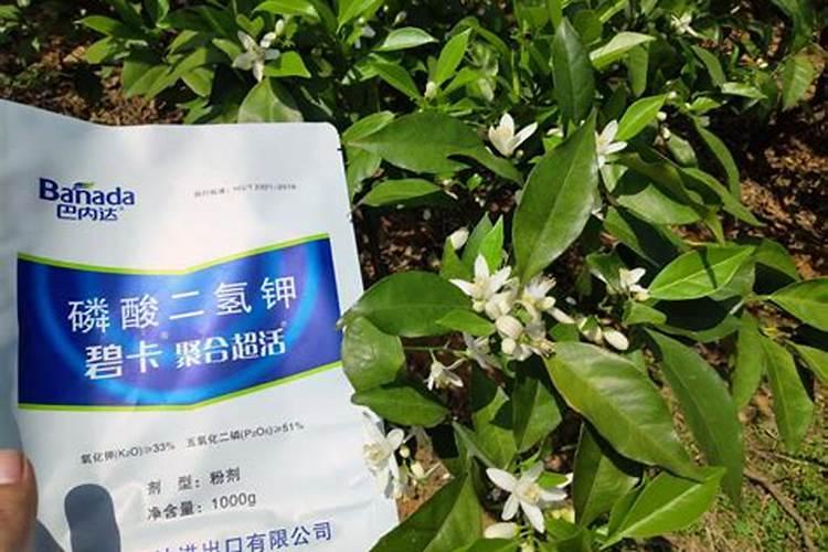 沙田柚在着色期的时候施肥时间是什么时候？还有施什么样的肥料科学？