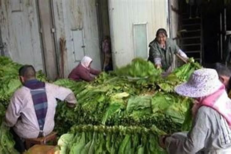 茶油林能用芸苔素磷酸二氢钾棚肥作叶面肥吗？