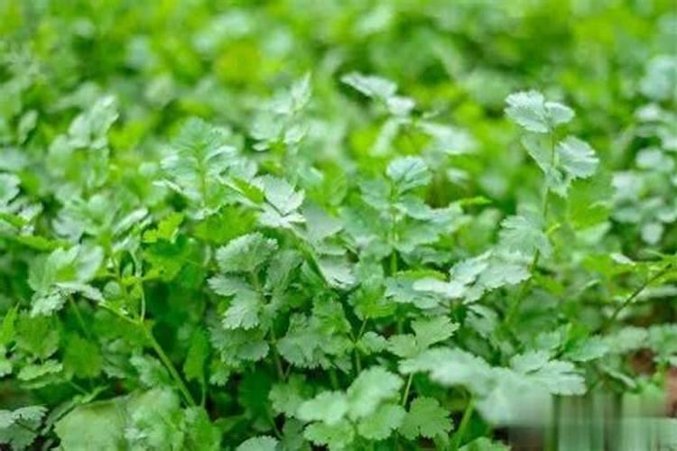 四月份适合种植什么蔬菜