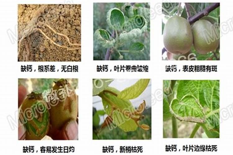 用芸苔素加尿素还是920加尿素