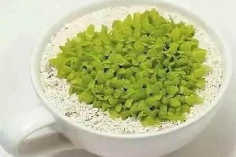 长春花的施肥方法