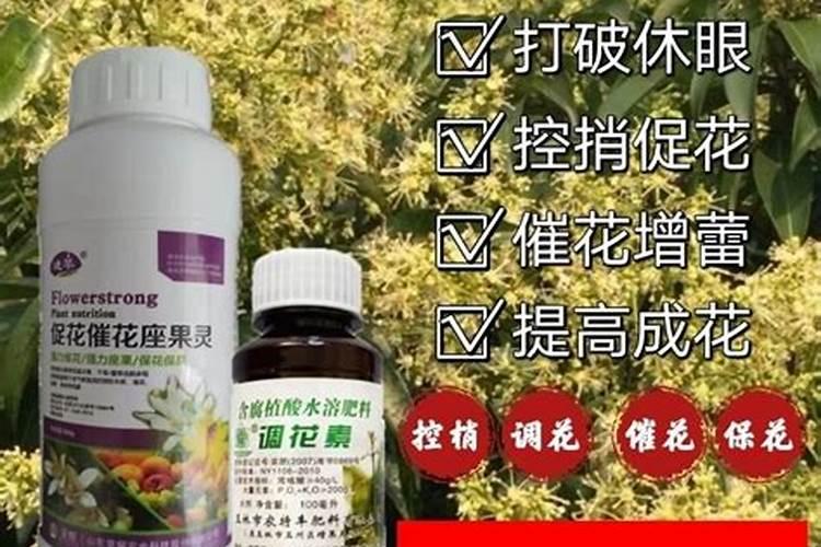 芒果树控梢用什么药好控,跪求解答个位大神