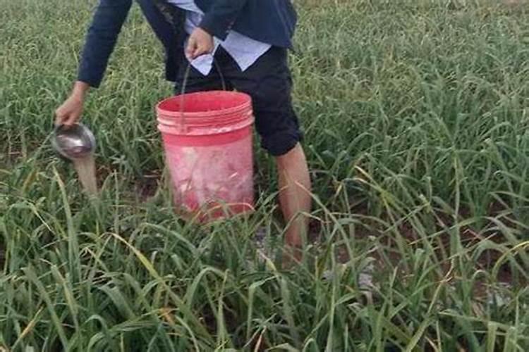 大蒜叶面肥配方
