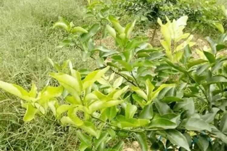 种植柑橘,肥料怎么用才能提高产量