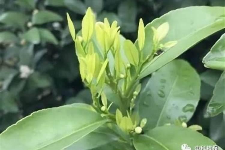 柑橘靠接长芽打什么叶面肥？