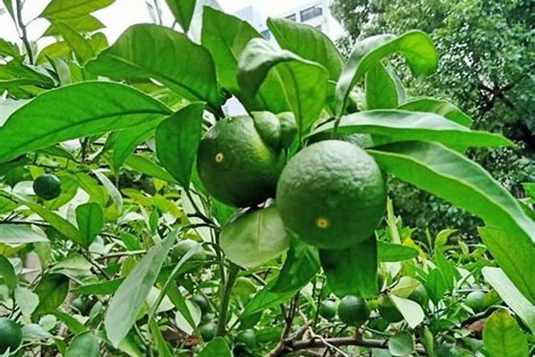 桔子树开花时怎样施肥保果