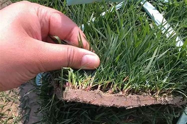 辣椒老苗可重新移苗定植吗？