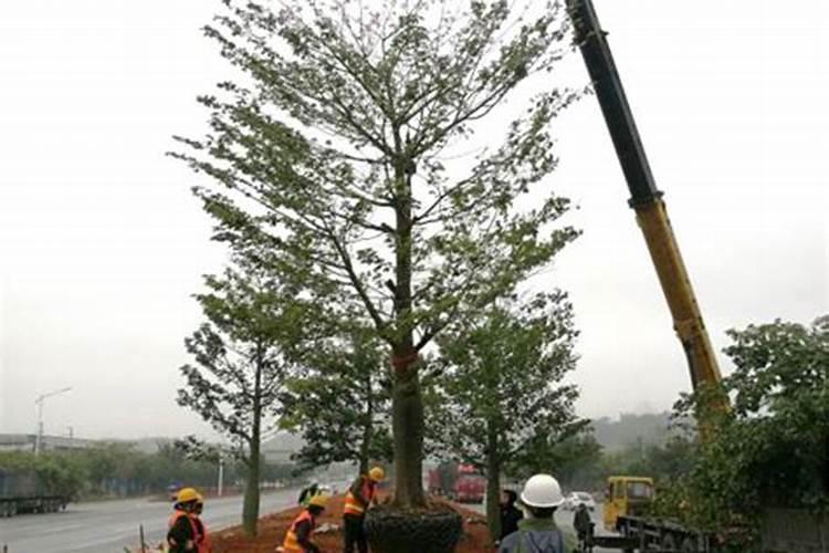夏季如何给树木施肥和浇水
