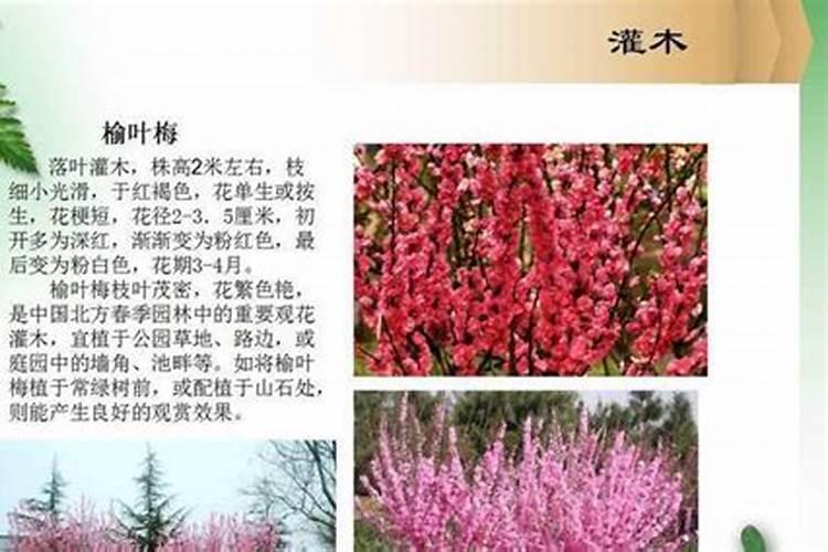 常绿的乔木上什么肥料好？