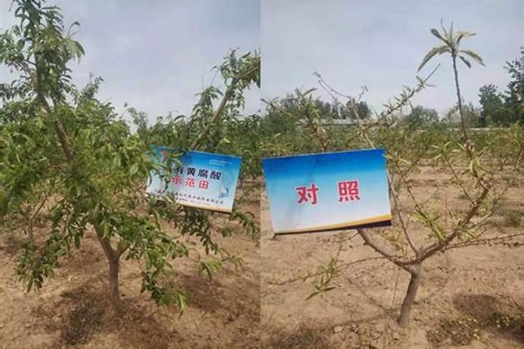 请问怎么种植蝴蝶兰？