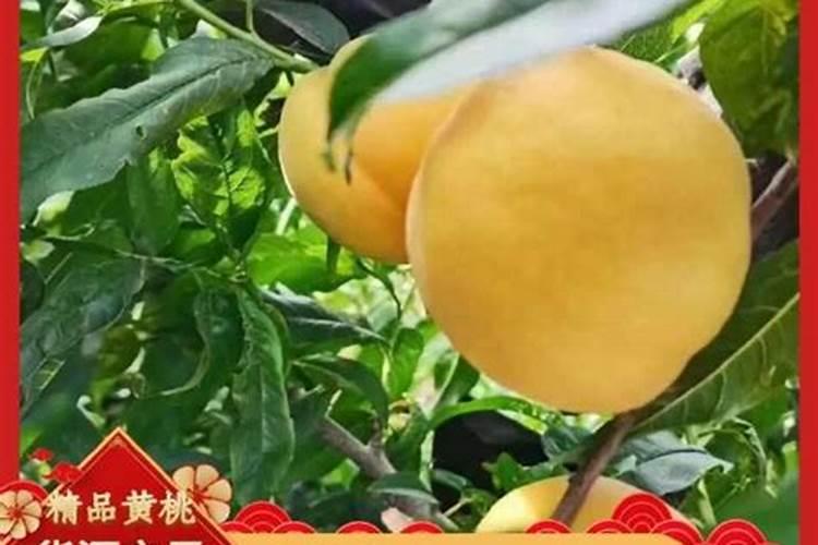 猕猴桃钙肥什么时候施最好