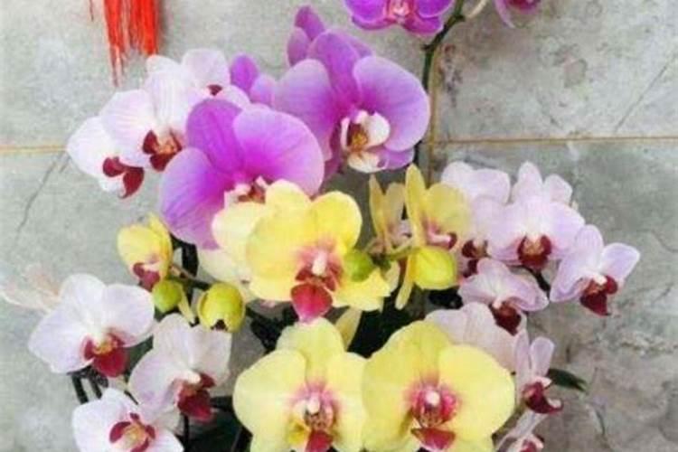 蝴蝶兰用什么肥,磷钾肥可促进花芽形成