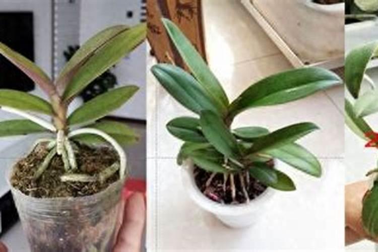 蝴蝶兰什么时候才需要补磷钾肥促花