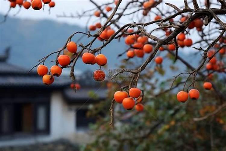 柿子树施什么肥料好