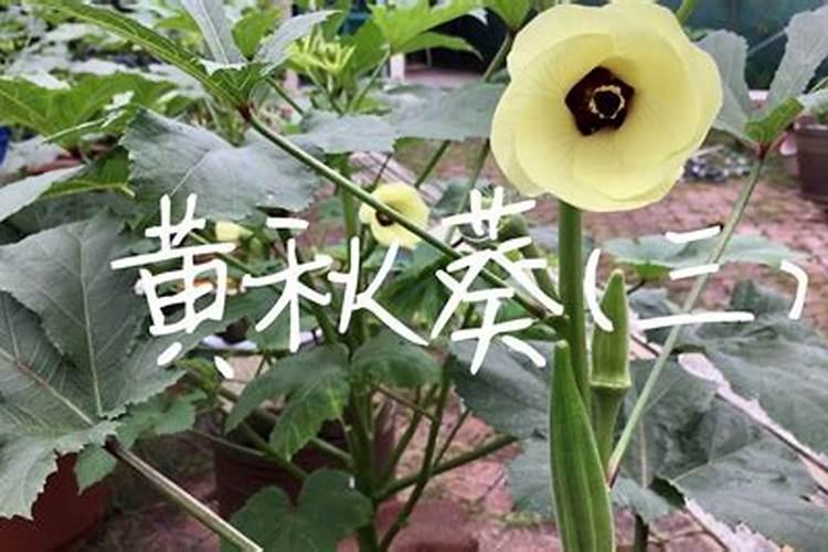 黄秋葵旺长不结果怎么办
