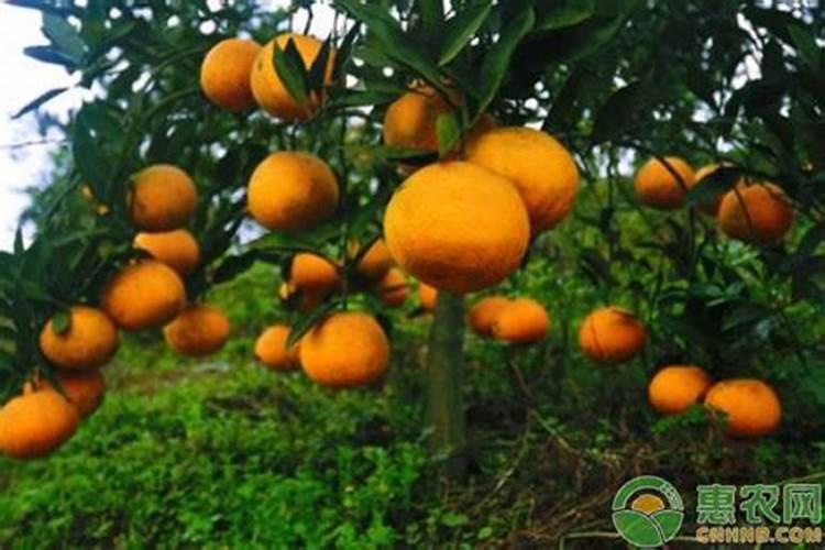 柑橘专用肥料颗粒全年都可以用吗？