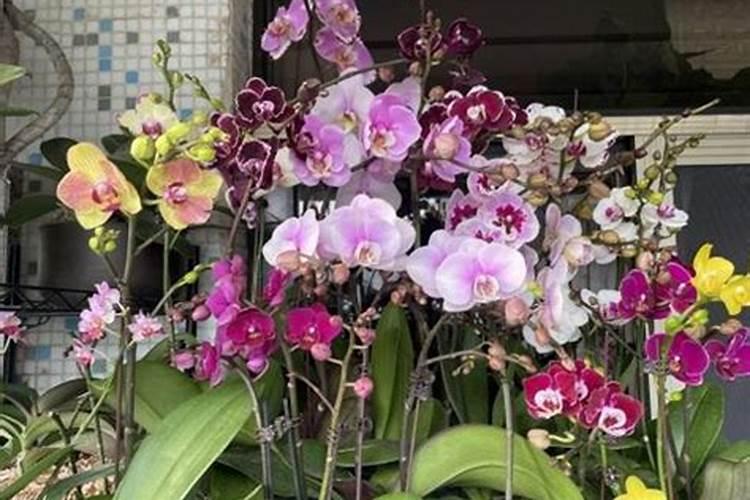 青花椒一般几月份采摘