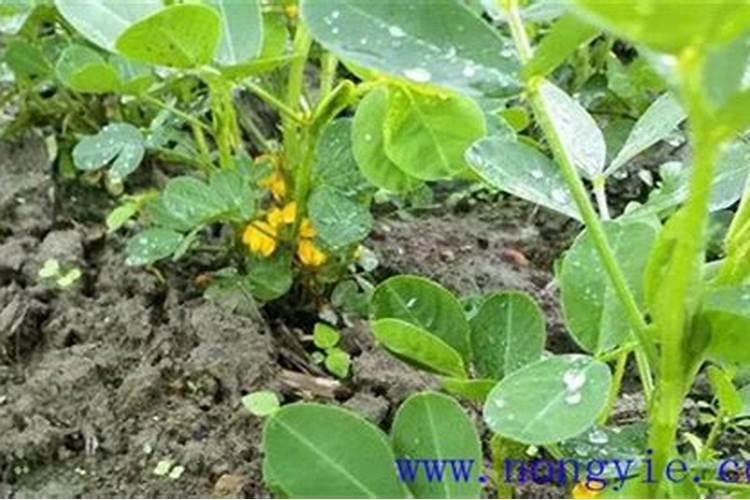 为什么种植油菜要增施硼肥？增施硼肥的好处有哪些？