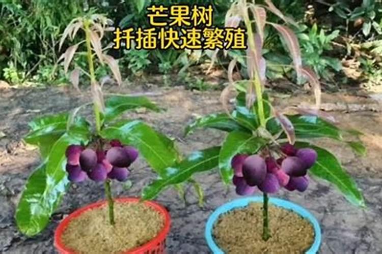 生根最快的肥料