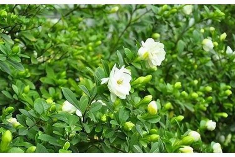 栀子花有花苞却不开花