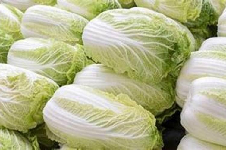 种白菜用什么肥料最好
