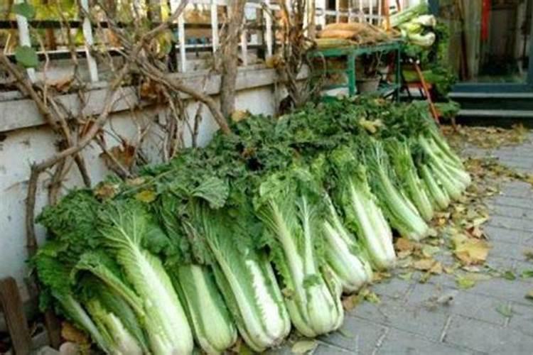 如何防止夏季大白菜不包心 白菜养殖技巧