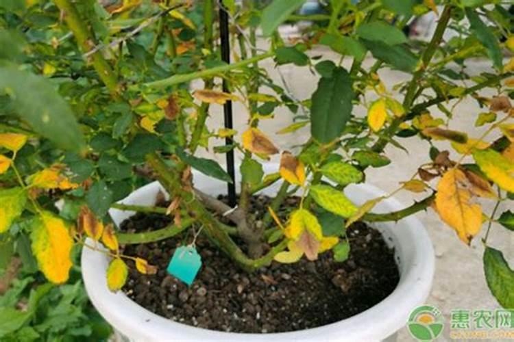 狐尾草的种植方法