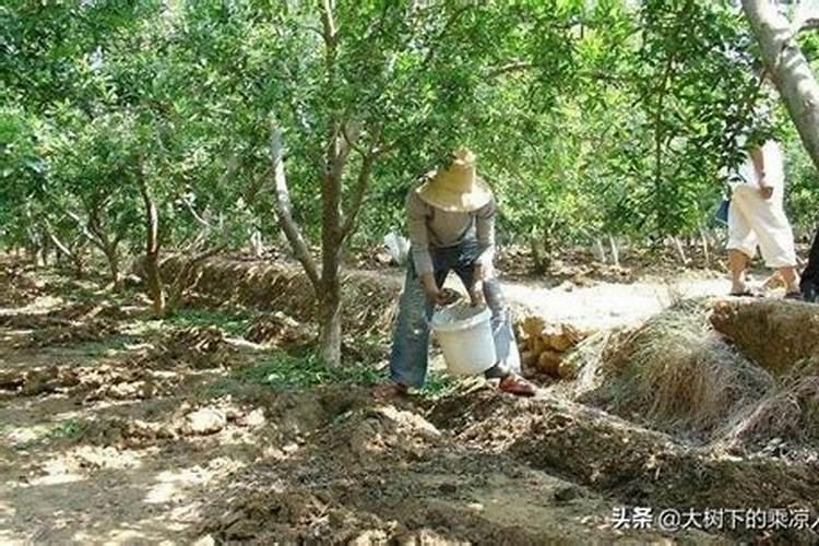 网购回来的多肉多久浇水 多肉网购回来几天浇水合适