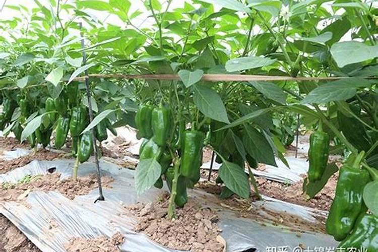 辣椒打啥叶面肥最好
