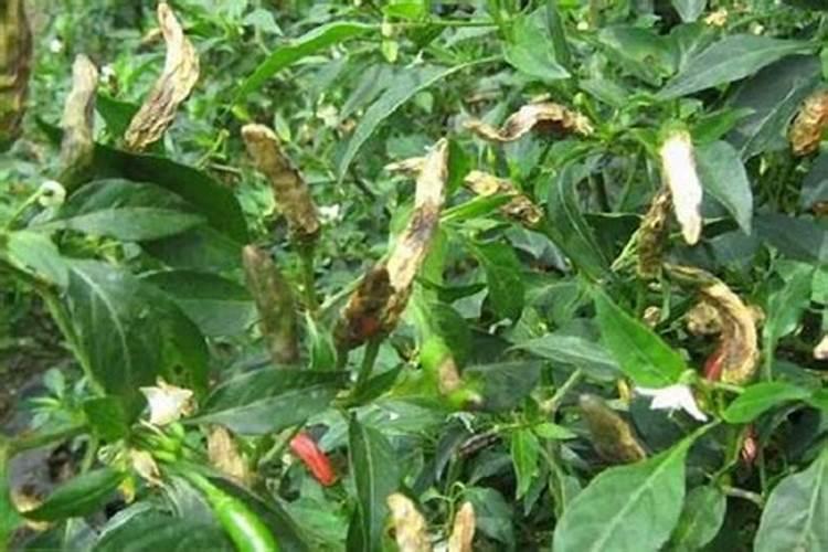 冬季大棚种大头菜需要多少呀温度？