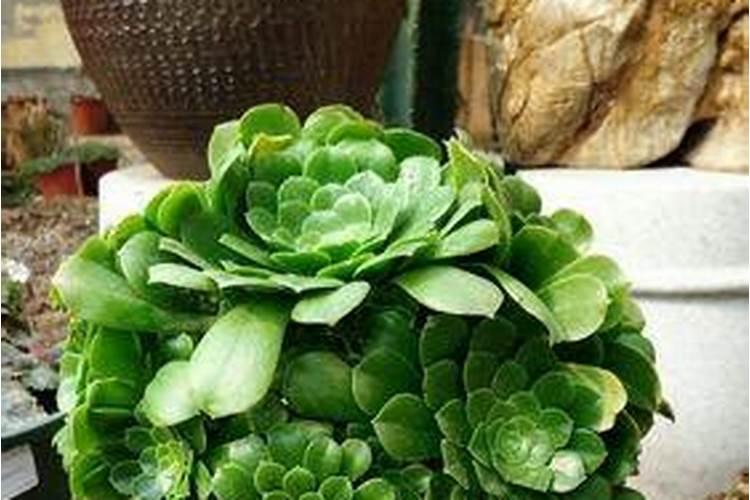 法师花的种植方法