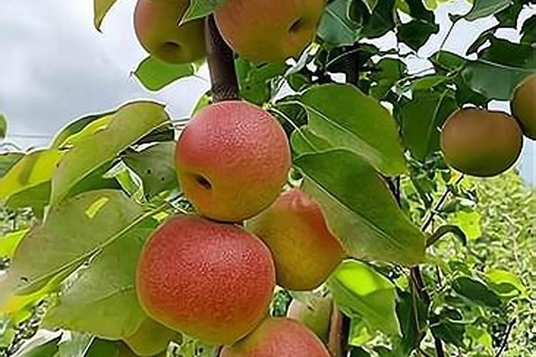 金桔开花后怎么防止落果