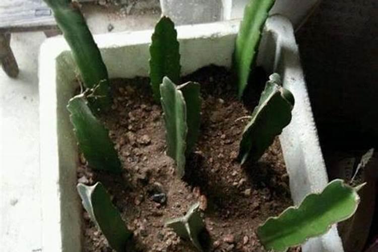 火龙果怎么育苗好？火龙果开花施什么肥？