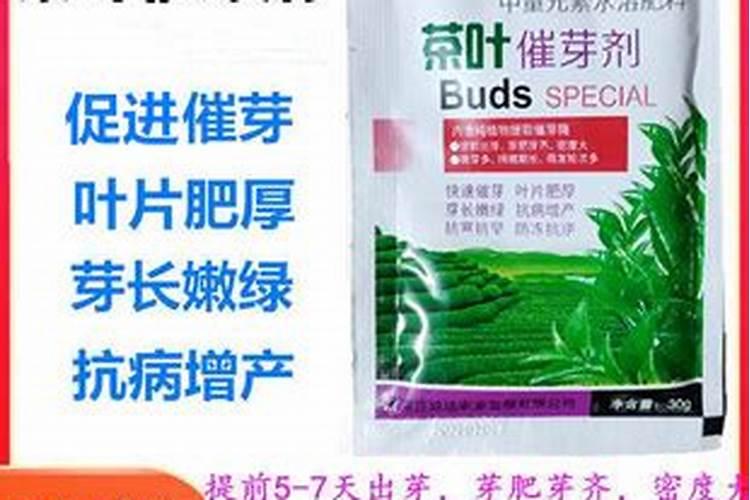 茶叶叶面肥催芽肥的正确使用